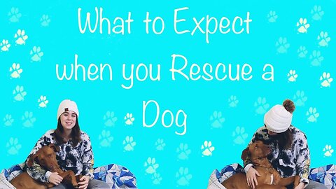 What to Expect When you Rescue a Dog