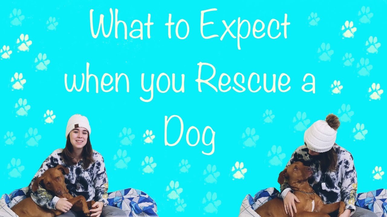 What to Expect When you Rescue a Dog