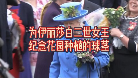 为伊丽莎白二世女王纪念花园种植的球茎