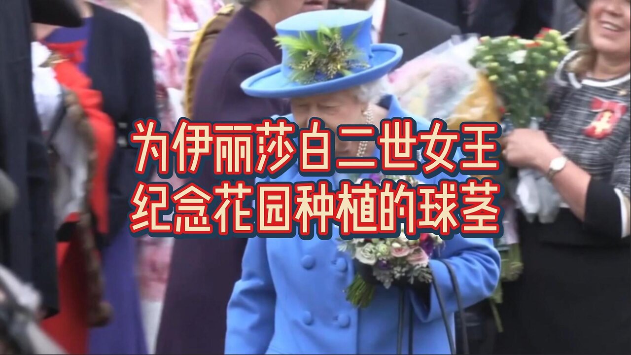 为伊丽莎白二世女王纪念花园种植的球茎