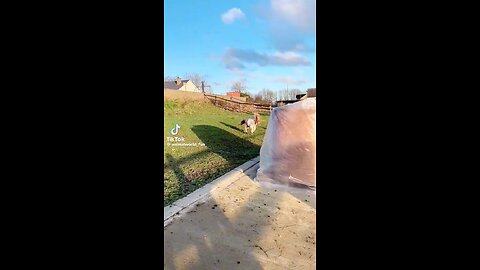 Funny Horse