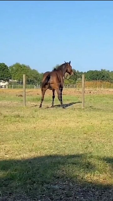 Crazy Animal Moments Caught on Camera