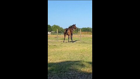 Crazy Animal Moments Caught on Camera