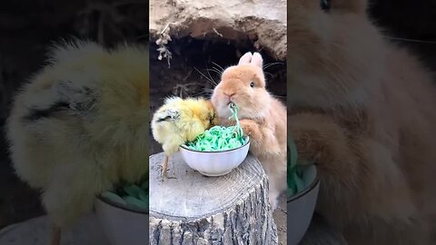 The chicks and the rabbits are fighting for noodles. Cute pets. Rabbits. Cute pets in the countr