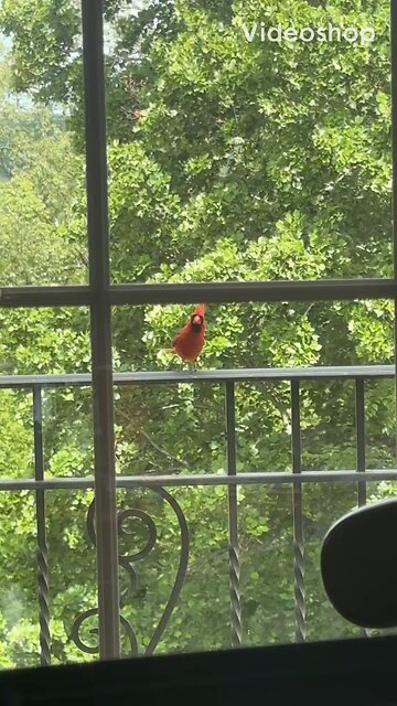 A pretty bird came to visit me