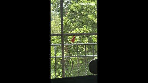 A pretty bird came to visit me