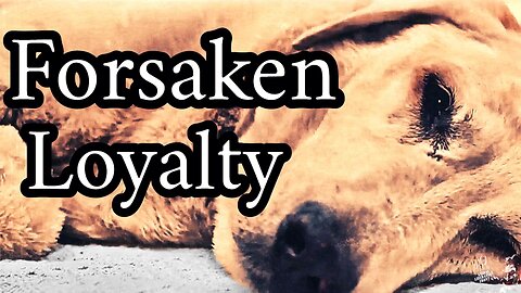 Dogs - Watch Over You