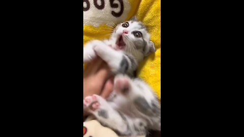 funny cat & cut animal amazing