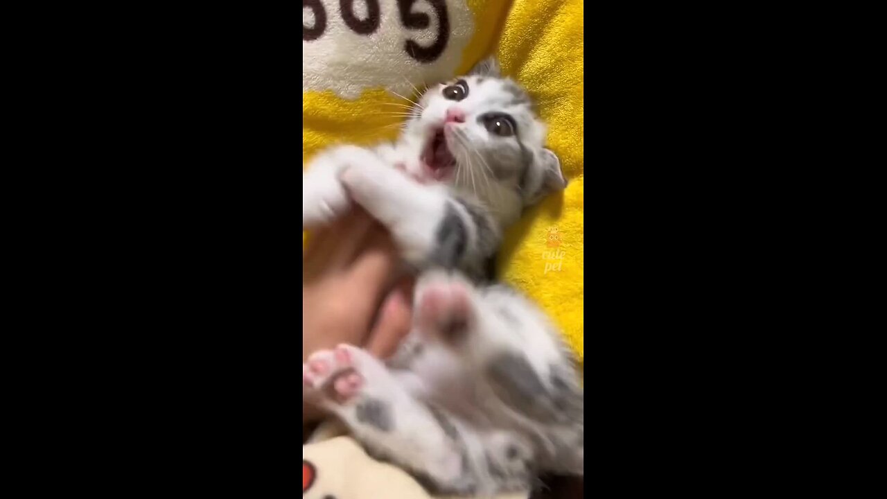 funny cat & cut animal amazing