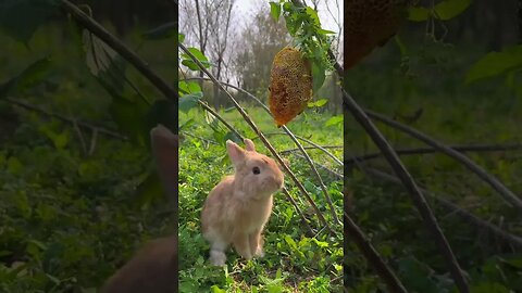 The little rabbit who works hard to collect honey, the cute pet debut plan, the little cute rabb