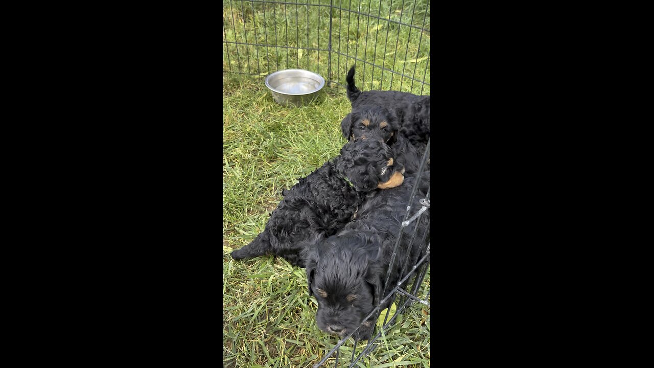 Ruff said the Cavapoo puppy