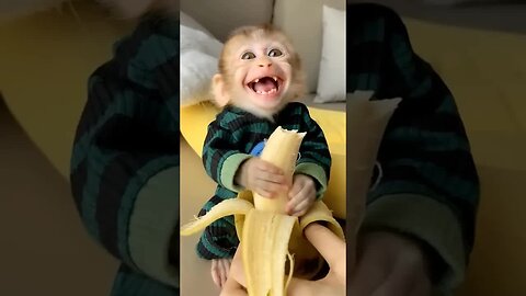 This baby monkey's smile is pure sunshine! 🐒✨