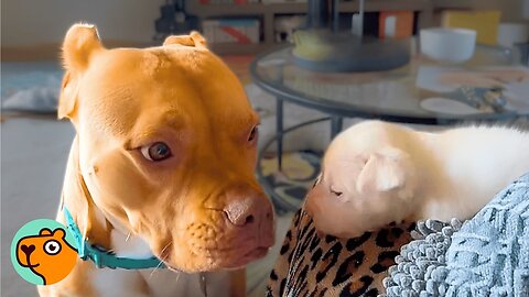 Gentle Pit Bull Fosters 173 Animals, Her Owner Can’t Believe It | Cuddle Buddies