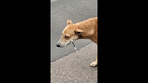 Man helps dog goes viral