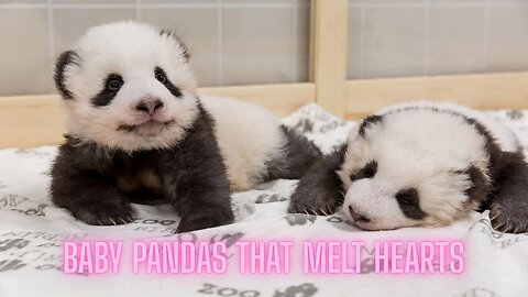 Clumsy Baby Pandas Will Melt Your Heart (Try Not to Smile Challenge) | AMZG Animals