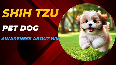 How to Take Care of a Shih Tzu Puppy