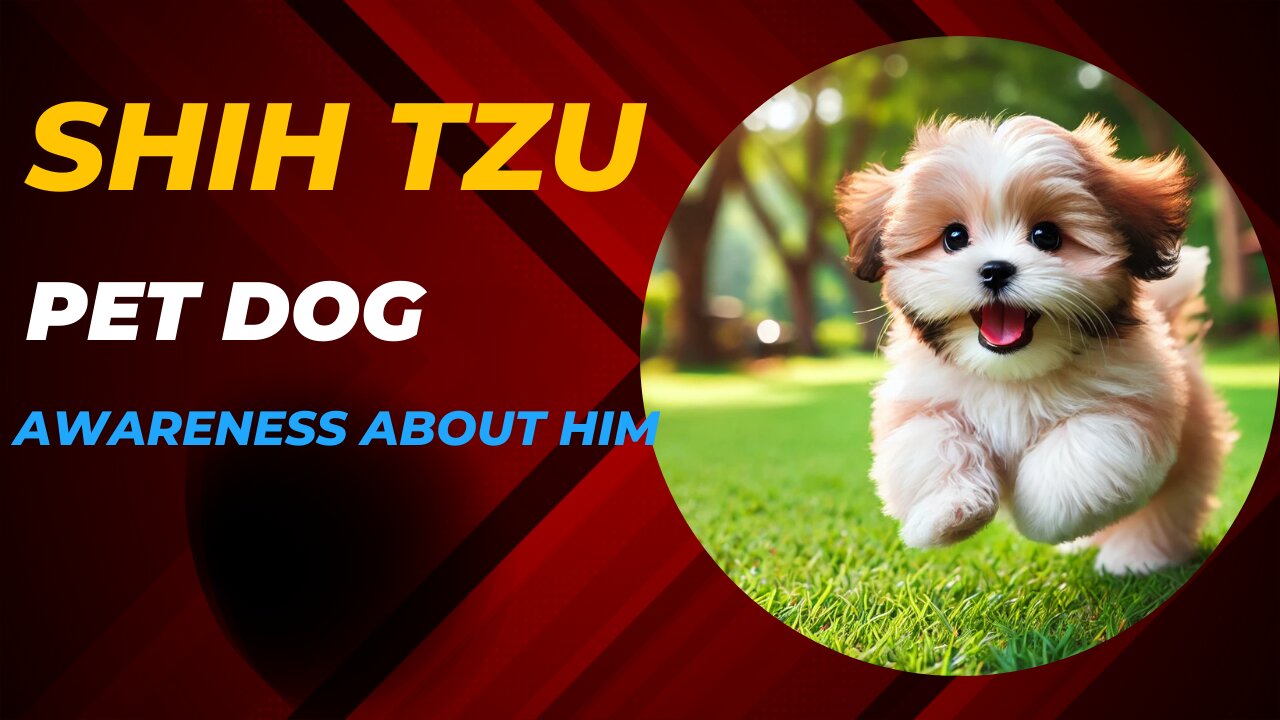 How to Take Care of a Shih Tzu Puppy