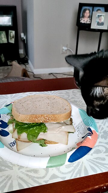 Eating Oscar Meyer Deli Fresh Smoked Turkey Breast, Dbn, MI, 2/5/26