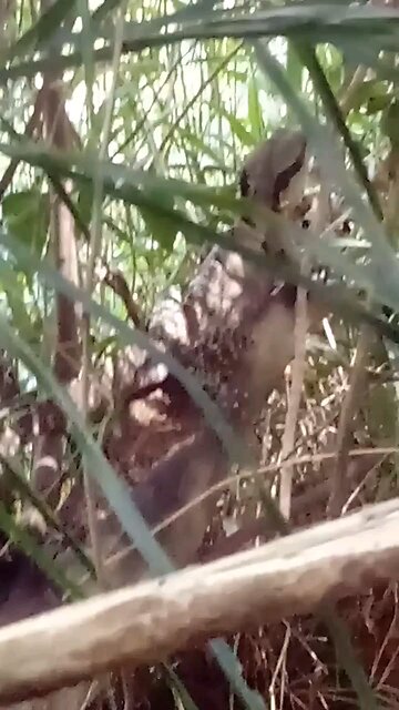 There's Someone Watching You Sailing Swimming and On Your Jet Skis -👀Not Who You Think 😉🦎