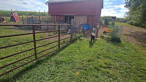 16 Custom Homestead GATE LATCHES! // Whitt Acres