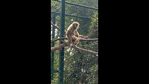 I’ve recorded White-Handed Gibbon Monkey 🐒 #shorts #viral #monkey #primate