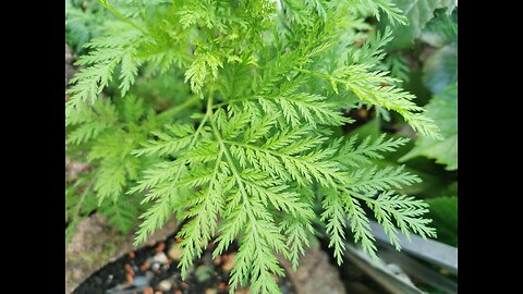 Artemisia Annua BBC Doku German (Deutsch)