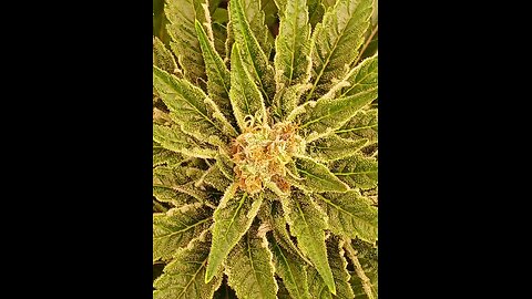 The Ozmolabs Experience