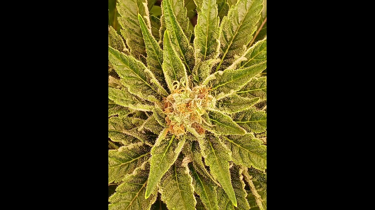 The Ozmolabs Experience