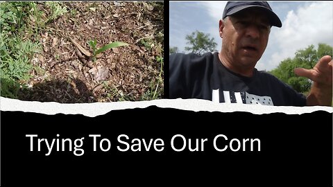 Trying To Save Our Corn