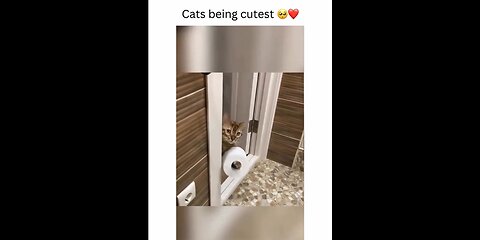 Too Cute to Function: Cats Being Adorable (and Slightly Judgy) 😽💅