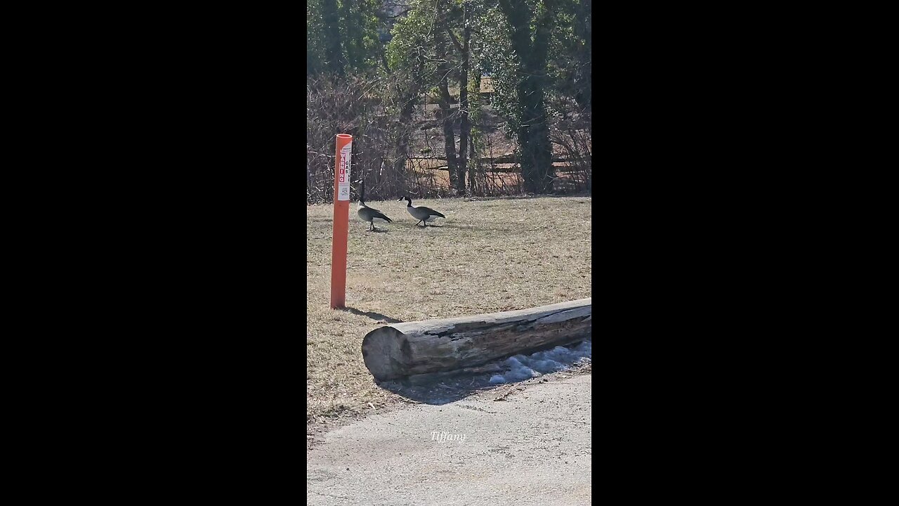 Geese watching, I was trying to get closer. Lol.