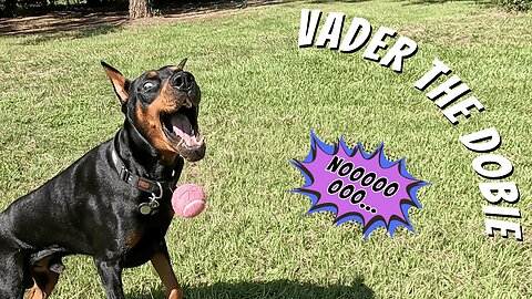 Doberman Pulls a Lady Gaga: No Paparazzi, Please 🎥🐕 | Vader Catches Cameras in the Act