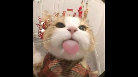 Funny animal videos