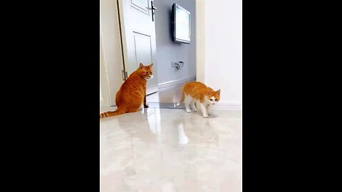 crazy cat my vidio funny