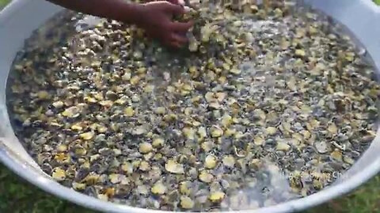 SNAIL_FRY___NATHAI_VARUVAL___Snail_Recipe_Cooking_and_Eating_in_Village___Healthy_Village_Recipes