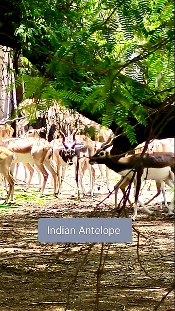 A true symbol of agility and wild beauty. #Blackbuck #IndianWildlife #AntelopeGrace