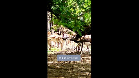 A true symbol of agility and wild beauty. #Blackbuck #IndianWildlife #AntelopeGrace
