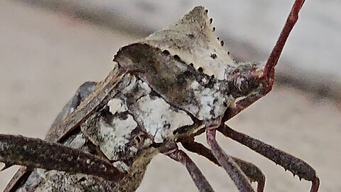 Assassin bug upclose