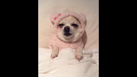 funny animals
