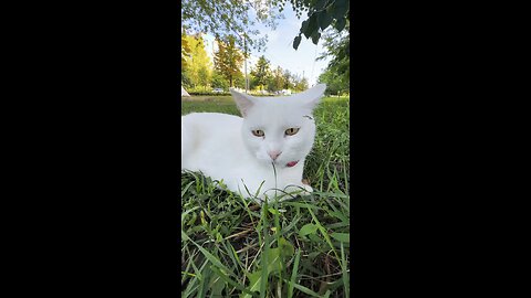 Yard cat