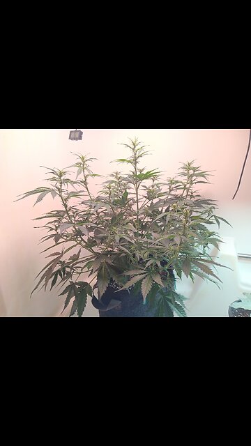 Gorilla cookies auto week 5