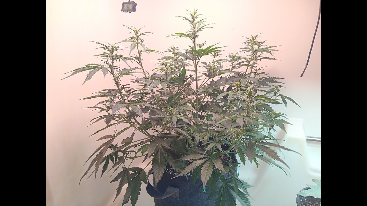 Gorilla cookies auto week 5