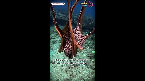 Incredible Squid Facts You Won’t Believe! #amazingfacts #squid #wildlife #animalfacts #shorts