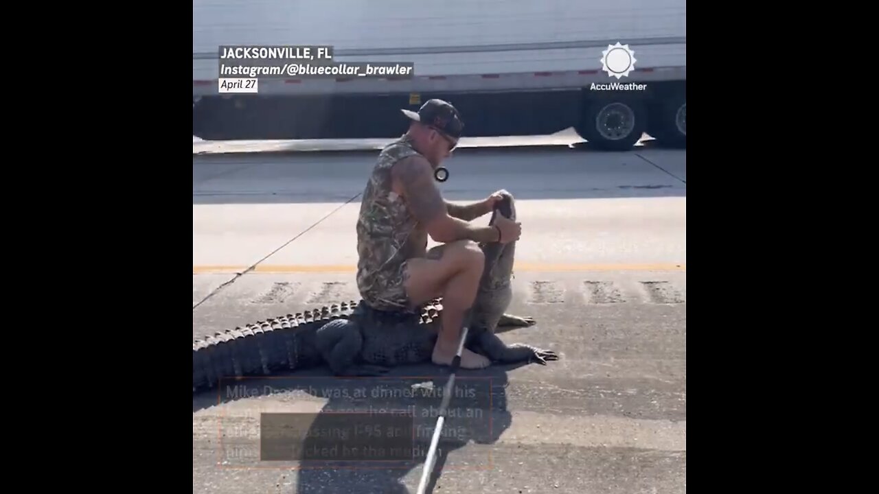 ALLIGATOR TRAPPER CAPTURE🚗🛣️🐊👱‍♂️🤳📸👮‍♂️TEN FOOT ALLIGATOR CROSSING HIGHWAY IN FLORIDA👮🚓🛣️🐊🚚💫