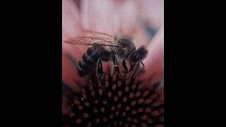 Save Our Bees, Save Our Soul w/ Derek Condit