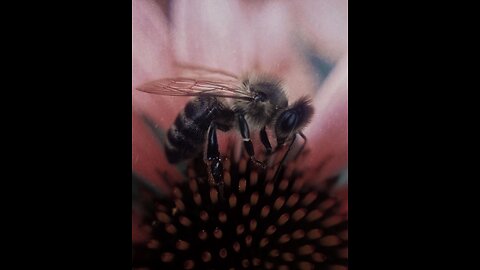 Save Our Bees, Save Our Soul w/ Derek Condit