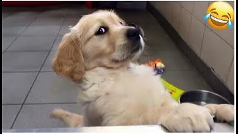 😻 New Funny Cats And Dogs Videos 2024 😂 Best Funniest Animal Videos 😆