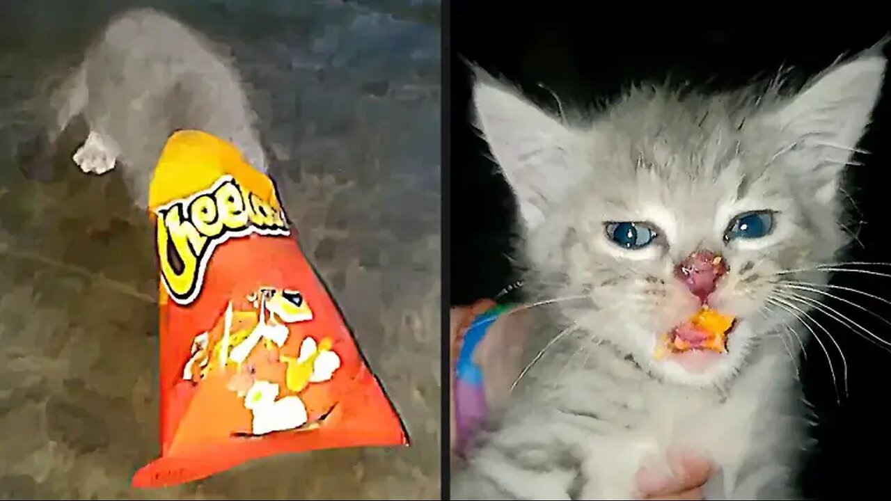 Your Daily Dose of Pets - Getting Caught Red Pawed (Handed)