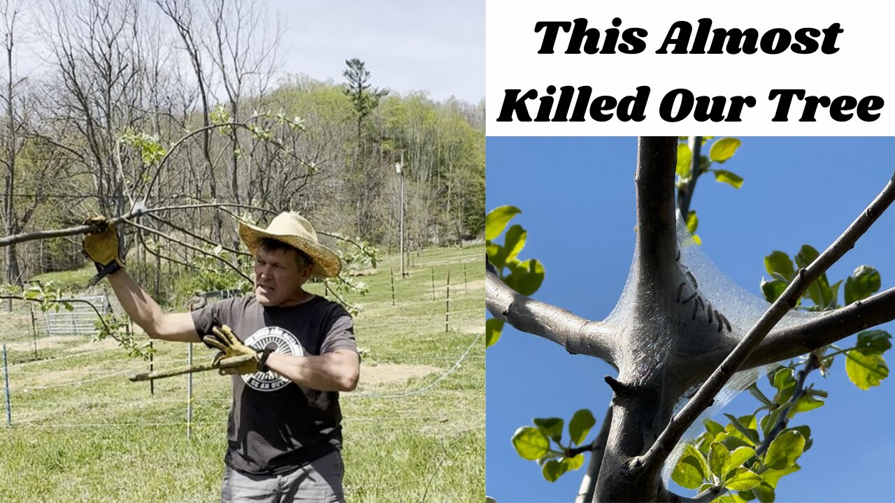 This Almost Killed Our Fruit Tree