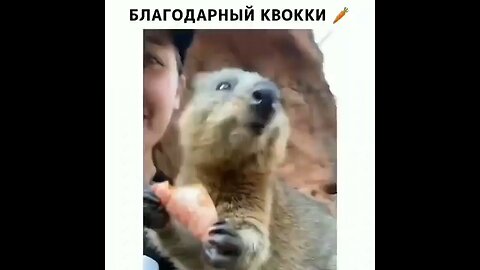 animals eating carrot